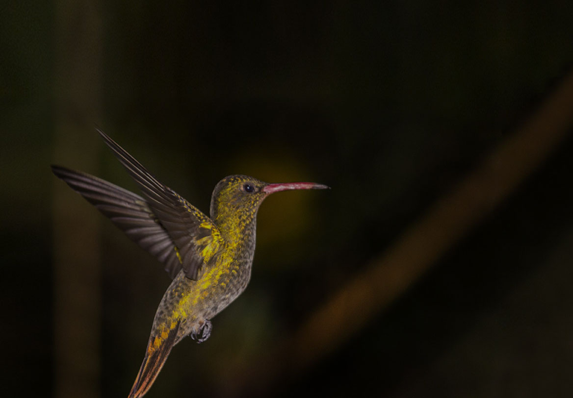pajaros-uru
